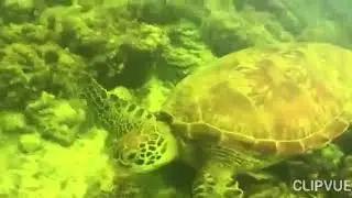 Moalboal Adventure