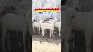 #trending#goat#shorts#rooftop#viralshort#explore#farming#goatfarming#viral##reels#gym#गुलाबी#night