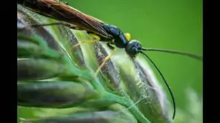 Field focus stacking 1,8 : 1