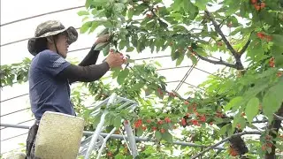 The Farmer - World's Most Expensive Cherry - Amazing Japan Agriculture Technology - Cherry Harvest