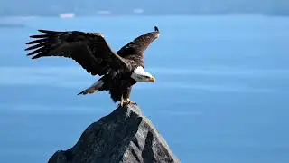The bird of lake baikal&rdquo;#wildlifedocumentary #wildlife #arcticanimal #alcontent 