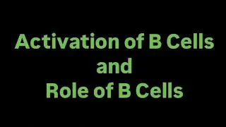 Activation of B Cells and Role of B Cells