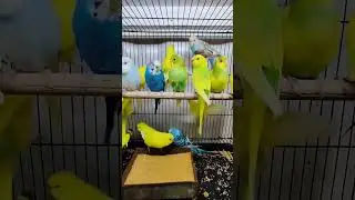 Crawford market. Bird market mumbai #birdlover #houseofpets #petlover#subscribe