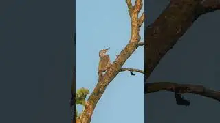 🌞🌲 Green Woodpecker&rsquo;s Calm Moment During Sunset #wildlife #birds #wildlifephotography