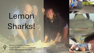 Lemon Shark Directed Research | Fall 25