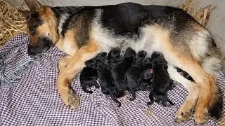 Dog Birth on a Farm | 9 Puppies Born Naturally