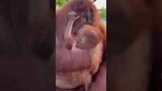 Monkey mom takes care of her baby Deeply love.