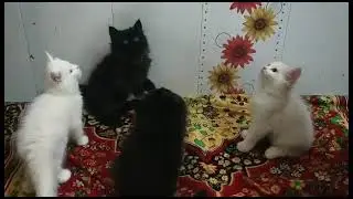 available beautiful female kittens+91 85228 13605         #persian #cat#shorts
