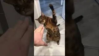 When Cats Turn Into Fighters &ndash; Hilarious Moments! #funny #pets #bestofanimals #cute