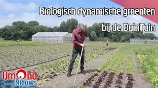Biologisch dynamische groenten bij de DuinTuin