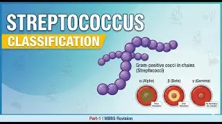 Streptococcus (Part-1) | Classification of Streptococci | MBBS Quick Revision (Apurba Sastry)