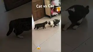 Cat vs Cat #catbattle #catcat #catvscat #catshorts #catlover #catshorts #catvideos #run #fypシ゚ #fyp