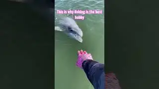 Touching wild dolphin while trout fishing