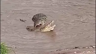 Brutal Crocodile Fight Caught on Camera | Survival in the Wild