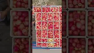 This AI Hack Could Halve Food Waste 2025 #FoodWaste #AI #Sustainability #MachineLearning #Shorts