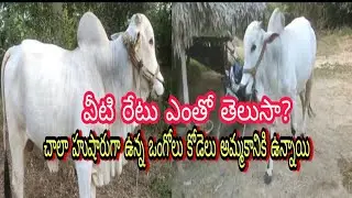 , Very super'b ongole bull sale//farming bull's pulling original video's@ganafarmercreations
