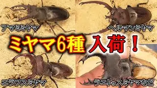12/4~12/11の入荷クワガタ紹介、12種類！【ウェムケンミヤマクワガタ、ババオウゴンオニクワガタ、アローコクワガタssp.リエン、ネパレンシス、プラティオドンネブトクワガタなど】