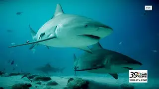 Shark sightings surge as great white filmed off Maine