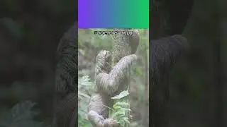 Why sloths move slowly ? 1DoctorGenius SMARTRIVIA