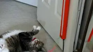 Fling-ama-String Cat Toy UPGRADE