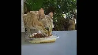 #straycats #streetcats #feedcats #catsofinstagram #bonappetite #lovecats #cats #furrybabies