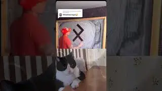Serious Cat Has a Secret Plan 😼