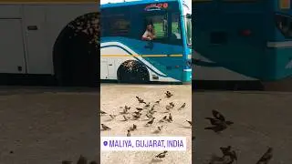 Bus Driver ❤️🙏🏻 GSRTC ......#busdriver #gsrtc #driver #birds #love #premi #viralvideo #shorts