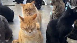 Too funny to redo 😹