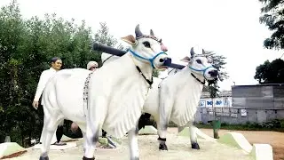 amazing diy woodworking project video-how to make bulls cardboard diy-diy woodworking idea bulls