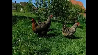 produits insectes