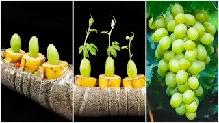 How to grow grape tree with banana fruit
