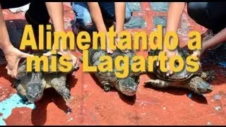 Alimentando a mis Tortugas Lagartos