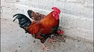 Chicken rooster & hens enjoying walking outside in the farm village 🐓🐔 #birds 