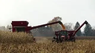 Harvest 2020 | Massey Ferguson Combine Harvesting Corn | Corn Harvest 2020