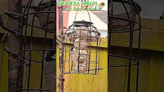 The coal tit who couldn&rsquo;t stay away #backyardbirds #gardenbirds #wildlife
