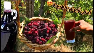 الحياة الريفية🍓قطفنا التوت الشامي وطريقة تخزين العصيرعطريقة أجدادنا القديمة لوقت طويل