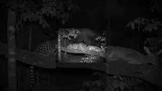 Jaguar Guards Its Prey Inside the Den &ndash; Raw Power of Nature 🐾🌑