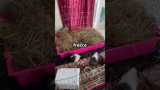 &iquest;Qu&eacute; hacer cuando tu conejo o cobaya tiene un golpe de calor? ￼