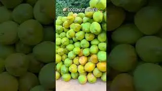 Coconut lover's 🥥🌴🥥 #coconutbusiness #farming #coconutlove