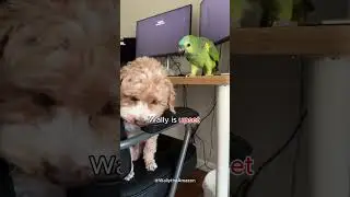 My Bird is BLAMING My Dog  #bluefrontedamazon  #amazonparrots  #parrot