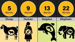 How Long Animals Stay Pregnant? Mind-Blowing Gestation Facts You Never Knew!