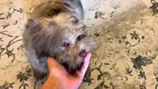 Havanese Haven Updated Video