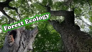 Virtual Field Trip: Letchworth SP Forest Ecology