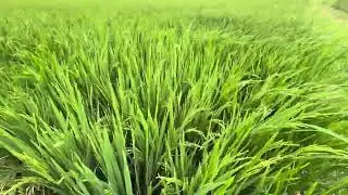 110DAYS | KHARIF 2025 | KNM 1638| PADDY CULTIVATION | PRR | FARMLAND |