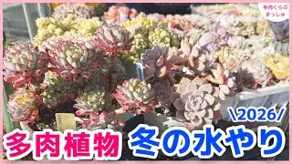 【多肉植物】冬の水やり(2026)