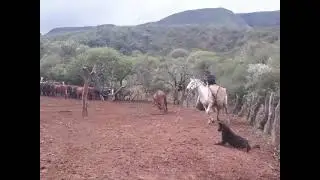 El Bagual Prieto - Zamba del puestero