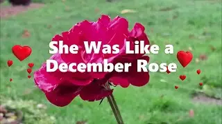 🌬SHE WAS LIKE A DECEMBER ROSE🥀💔