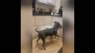 Bedwyn and Toto,  Kitchen antics!