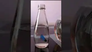 Difference between Male & Female Beta Fish 🐟 | Clown Tail Betta fish