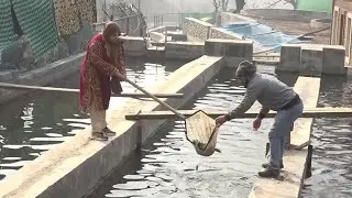 Srinagar: Organic Chemistry Graduate Successfully Running Trot Fish Farm With Husband